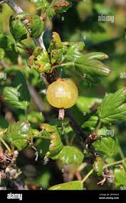 Attēlu rezultāti vaicājumam “Ribes uva-crispa leaf”