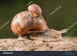 Attēlu rezultāti vaicājumam “Helix pomatia”