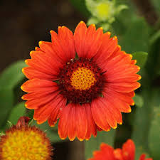 Image result for Gaillardia