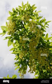 Attēlu rezultāti vaicājumam “Laburnum alpinum leaf”