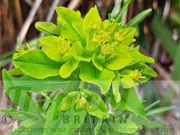Attēlu rezultāti vaicājumam “Euphorbia palustris flower”