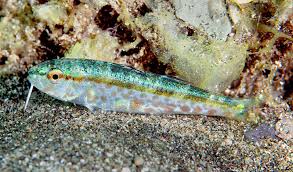 Image result for Mullus surmuletus