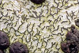 Attēlu rezultāti vaicājumam “Coenogonium pineti”