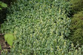 Attēlu rezultāti vaicājumam “Lamiastrum galeobdolon”