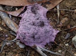 Attēlu rezultāti vaicājumam “Fuligo septica var. rosea plasmodium”