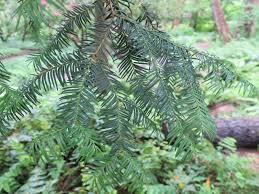 Attēlu rezultāti vaicājumam “Taxus”