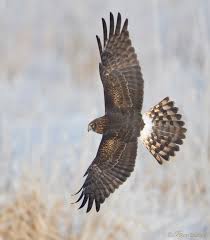 Image result for Bank Top Harriers Arlfc