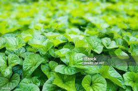 Attēlu rezultāti vaicājumam “Viola canina leaf”