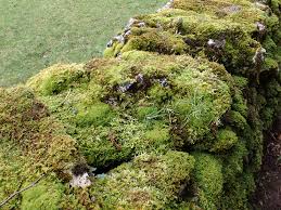 Attēlu rezultāti vaicājumam “Tortella tortuosa”