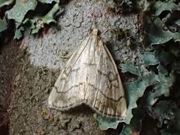 Attēlu rezultāti vaicājumam “Evergestis pallidata”