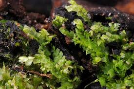 Attēlu rezultāti vaicājumam “Chiloscyphus”