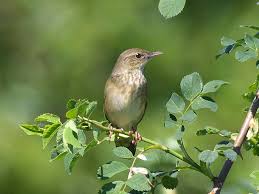 Image result for Locustella fluviatilis