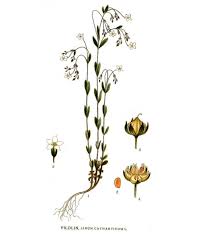 Attēlu rezultāti vaicājumam “Linum catharticum flower”