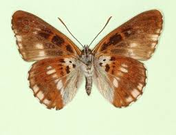 Attēlu rezultāti vaicājumam “Limenitis camilla”