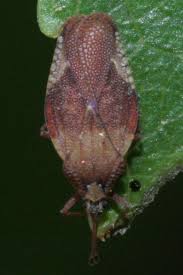 Attēlu rezultāti vaicājumam “Physatocheila smreczynskii”