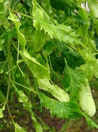 Attēlu rezultāti vaicājumam “Tilia platyphyllos Laciniata”