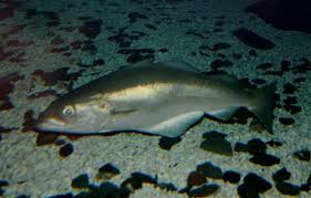 Image result for Pollachius pollachius