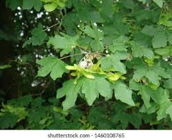 Attēlu rezultāti vaicājumam “Acer campestre fruit”