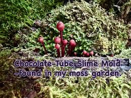 Attēlu rezultāti vaicājumam “Lycogala exiguum aggr.”