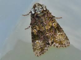 Attēlu rezultāti vaicājumam “Craniophora ligustri”