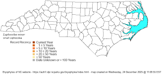 Attēlu rezultāti vaicājumam “Lophocolea minor”
