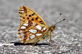 Attēlu rezultāti vaicājumam “Issoria lathonia upperside”