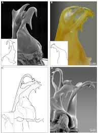 Attēlu rezultāti vaicājumam “Ommatoiulus vilnensis”