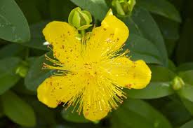 Attēlu rezultāti vaicājumam “Hypericum maculatum flower”