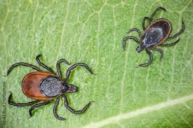 Attēlu rezultāti vaicājumam “Ixodes male”