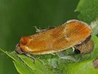 Attēlu rezultāti vaicājumam “Eulia ministrana”