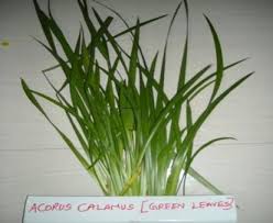 Attēlu rezultāti vaicājumam “Acorus calamus leaf”