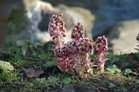 Attēlu rezultāti vaicājumam “Petasites spurius bud”