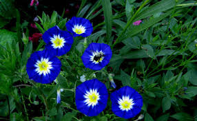 Image result for Convolvulus tricolor