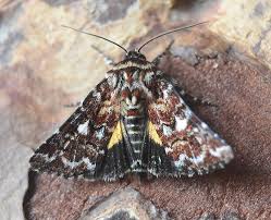 Attēlu rezultāti vaicājumam “Anarta myrtilli”