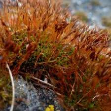 Attēlu rezultāti vaicājumam “Pottiales”