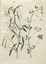 Attēlu rezultāti vaicājumam “Lathyrus tuberosus flower”