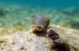 Attēlu rezultāti vaicājumam “Lymnaeidae”