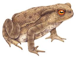 Attēlu rezultāti vaicājumam “Bufo bufo”