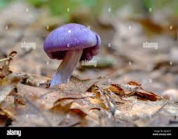 Attēlu rezultāti vaicājumam “Cortinarius violaceus”