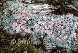 Attēlu rezultāti vaicājumam “Icmadophila ericetorum”