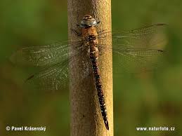 Attēlu rezultāti vaicājumam “Aeshna mixta”