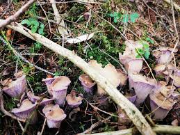 Attēlu rezultāti vaicājumam “Gomphus clavatus”