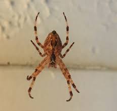 Attēlu rezultāti vaicājumam “Araneus diadematus female”