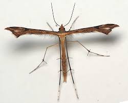 Attēlu rezultāti vaicājumam “Cnaemidophorus rhododactyla”