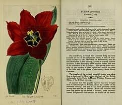 Attēlu rezultāti vaicājumam “Tulipa gesneriana”