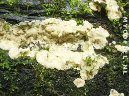 Attēlu rezultāti vaicājumam “Physisporinus vitreus”