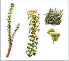 Attēlu rezultāti vaicājumam “Paludella squarrosa”