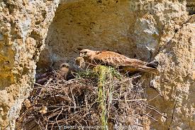 Attēlu rezultāti vaicājumam “Buteo buteo nest”