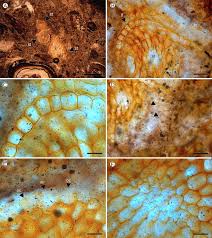 Attēlu rezultāti vaicājumam “Dicranella staphylina cells”