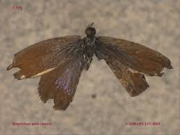 Attēlu rezultāti vaicājumam “Lycaeniinae”